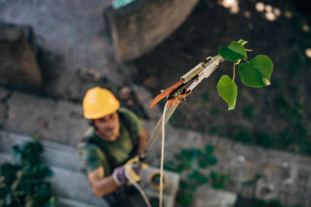 Best Fruit Tree Pruning  in Pandora, OH