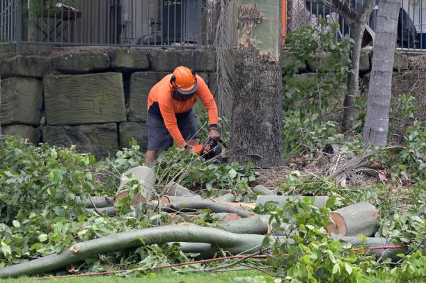 Reliable Pandora, OH  Tree Services Solutions